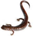 /album/photogallery/a451-salamander-jpg/