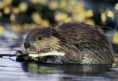 /album/photogallery/beaver-jpg/