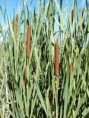 /album/photogallery/cattail1-jpg/